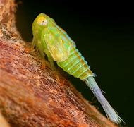 Image result for leafhopper nymphs