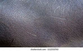 Image result for Hippo Skin Thickness