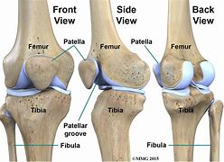 Image result for Knee Bones and Joints