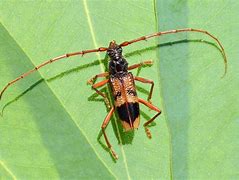 Image result for Big Longhorn Beetle