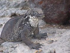 Image result for Galapagos Land Iguana