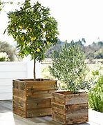 Image result for Drarf Lemon Tree in Pot