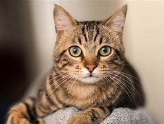 Image result for What Do Tabby Cats Look Like