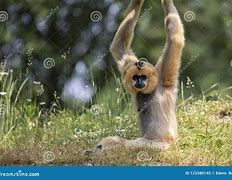 Image result for Lar Gibbon