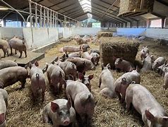 Image result for Pig Meat Farms