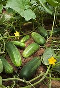 Image result for Cucumber Plant