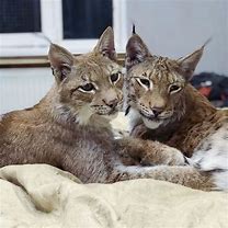 Image result for Lynxes Animal