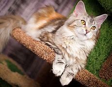 Image result for Maine Coon Serval Mix Cat