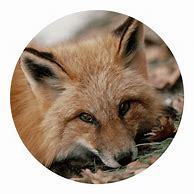 Image result for Wildlife Stickers