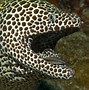 Image result for Dangerous Sea Life