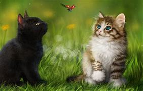 Image result for Cat and Butterfly Wallpaper