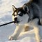 Image result for Siberian Husky Newborn Puppy