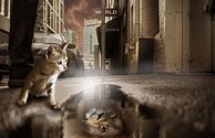 Image result for Kitten Lion Reflection in Water