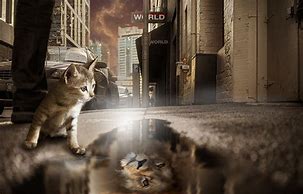 Image result for Cat Lion Reflection