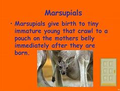 Image result for Marsupial Birth