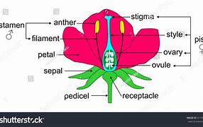 Image result for Angiosperm Flower