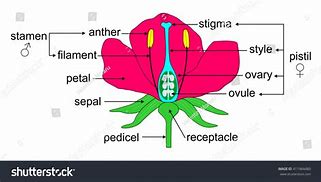 Image result for Angio Flower