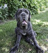 Image result for Neapolitan Mastiff Next to Human