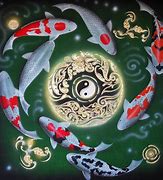 Image result for Baby Koi Carp