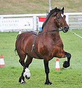 Image result for Black Welsh Cob