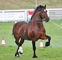 Image result for Welsh Cob Horse