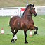 Image result for Welsh Cob Head