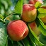 Image result for Peach Tree Blight