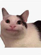 Image result for Cat Smiling Meme Silly