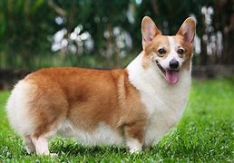 Image result for Corgi Adult Dog