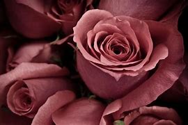 Image result for Dusty Rose Vega