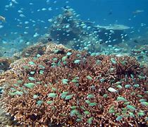 Image result for Alive Coral Reef