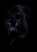 Image result for Jaguar Panthera