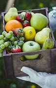 Image result for Fruit Farmer