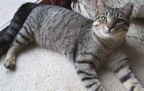 Image result for Black and Grey Tabby Cat