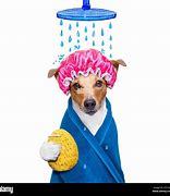 Image result for Dog Spa Pics