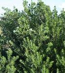 Image result for Flax Leaved Broom