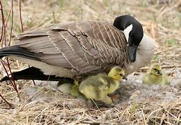 Image result for Canada Goose Female