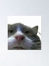 Image result for Cursed Cat Pictures