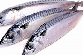 Image result for Popal Fish