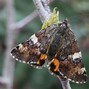 Image result for Australian Moth