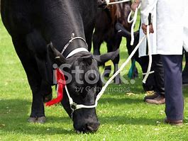 Image result for Aberdeen Angus Cow Goofy