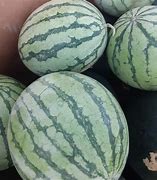 Image result for Yellow Doll Watermelon