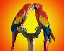 Image result for Parrot Love Birds