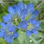 Image result for Flowers for Alberta