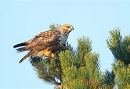 Image result for Canadian Birds of Prey