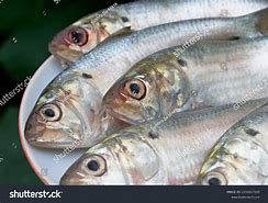 Image result for Chappal Fish