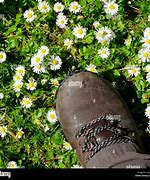 Image result for Stepping On Flowers