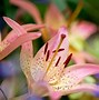 Image result for Orange Stargazer Lily