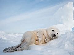 Image result for Fat Harp Seal Pup