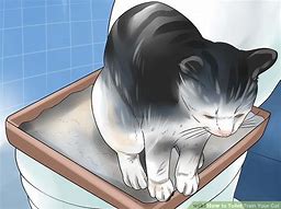 Image result for Cat Using Toliet